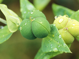 Caper Spurge