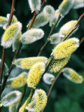 Salix Acutifolia (Pussy Willow)  Close-up of Catkins  February