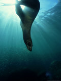 Californian Sea Lion  Sea of Cortez  Mexico