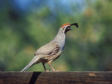 Gambels Quail  Arizona
