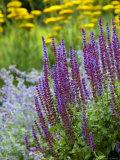 Salvia  Herbaceous Border with Blue Flower Spikes
