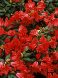 Rhododendron Hybrid "Scarlett Wonder " Close-up of Flowers  Spring