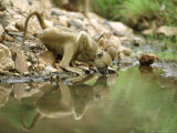 Yellow Baboon  Sub-Adult & Infant Drinking  Tanzania