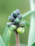 Muscari Macrocarpum (Grape Hyacinth)  March  Spring-Flowering Bulb  Fragrant  Purple Yellow Flower