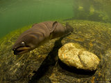 Longfin Eels  New Zealand