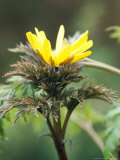 Adonis Amurensis March Clump Forming Perennial  Bright Yellow Flower and Mid Green Foliage