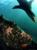 Californian Sea Lion  Sea of Cortez  Mexico