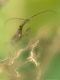 Giraffe Weevil  New Zealand