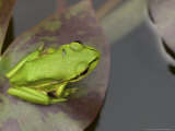 Green and Golden Bell Frog  Juvenile on Water Lily Leaf  New Zealand
