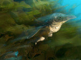 Blue Penguin or Fairy Penguin  Swimming out of Kelp  New Zealand
