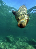 Californian Sea Lion  Sea of Cortez  Mexico