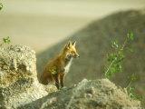 Red Fox  Profile Near Earth  Sparsely Vegetated  Colorado