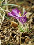 Crocus Tommasinianus 