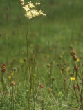 Meadowsweet  Summer