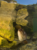Longfin Eel  New Zealand