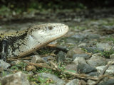 New Guinea Blue Tongue Skink  Female  Indonesia
