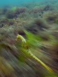 Seahorse  Swimming Over Vegetation  New Zealand