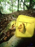 Dead Opossum  Pest Control  New Zealand