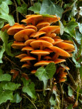 Flammulina Velutipes (Velvet Shank)  Fungi Growing on Tree Trunk with Ivy