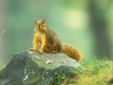 Fox Squirrel on Rock Looking at Camera  Michigan