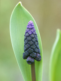 Muscari Latifolum (Grape Hyacinth)  Spring-Flowering Bulb  Bell Shaped Blackish-Violet Flower