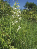 Greater Butterfly Orchid