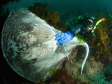 Diver with Dead Stingray  Poor Knights Islands  New Zealand