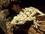 White Spotted Gecko  Africa
