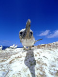 Australian Gannet  Juvenile  New Zealand