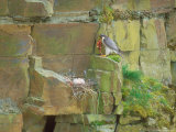 Peregrine Falcon at Nest with Prey for Young