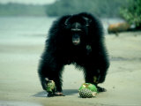 Common Chimpanzee  Mature Male  Aggressively Guarding Fruit He is Eating