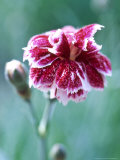 Dianthus Whatfield Gem