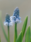 Grape Hyacinth