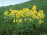 Cowslips  Spring
