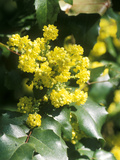 Mahonia Aquifolium (Oregon Grape) in Flower