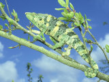 Mellers Chameleon  Tanzania