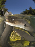 Longfin Eels  New Zealand