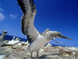 Australian Gannet  Juvenile  New Zealand
