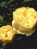 Shrub Rose