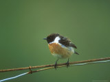 Stonechat  Adult Male on Wire