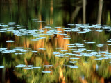 Water-Lily Leaf  USA