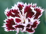 Dianthus Mendlesham Minx
