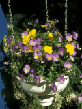 Hanging Pot with Viola Spring