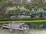 Wooden Barrow Against Low Clipped Box Hedges with Pleached Apple Trees; Old Grey Stone Wall