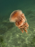 Jellyfish  New Zealand