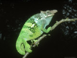 Fischers Chameleon  Male  Tanzania