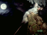 Brushtail Opossum  Juvenile  New Zealand