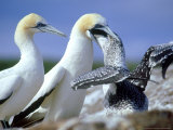 Australian Gannet  Feeding Chick  New Zealand
