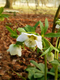 Helleborus Orientalis (Lenten Rose)  Flowers  February