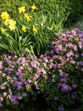 Rhododendron Impeditum